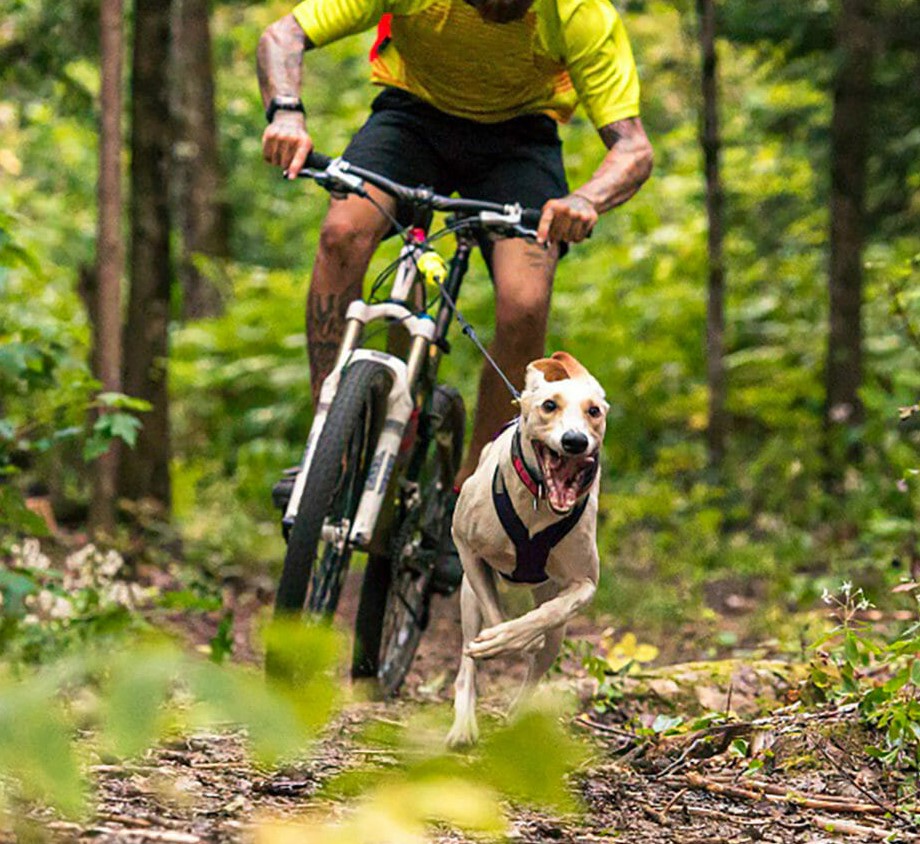 Collare per Cane Bikejoring e Sleddog - Comfort e Resistenza - immagine 4