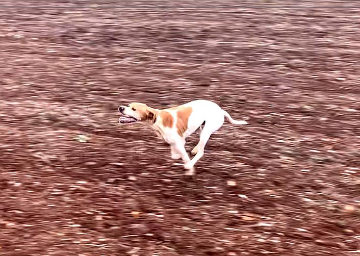 alimentazione del cane sportivo