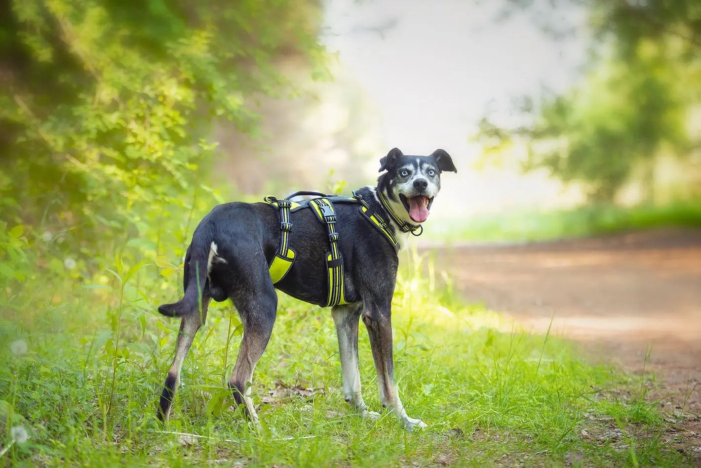 Harness 4 Season Broad Peak - Pettorina Antifuga Regolabile per Cani - immagine 2