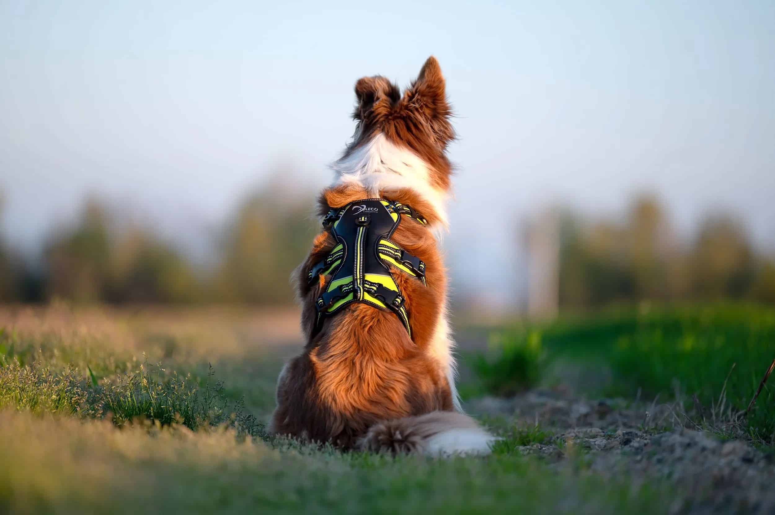 Harness 4 Season Broad Peak - Pettorina Antifuga Regolabile per Cani - immagine 3