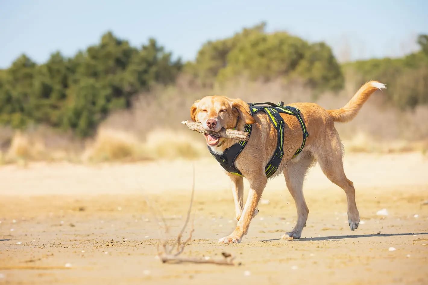 Harness 4 Season Broad Peak - Pettorina Antifuga Regolabile per Cani - immagine 4