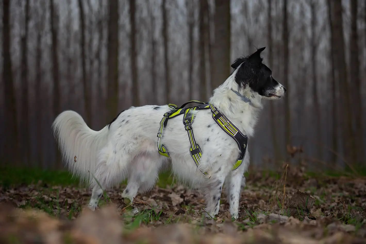 Harness 4 Season Broad Peak - Pettorina Antifuga Regolabile per Cani - immagine 5