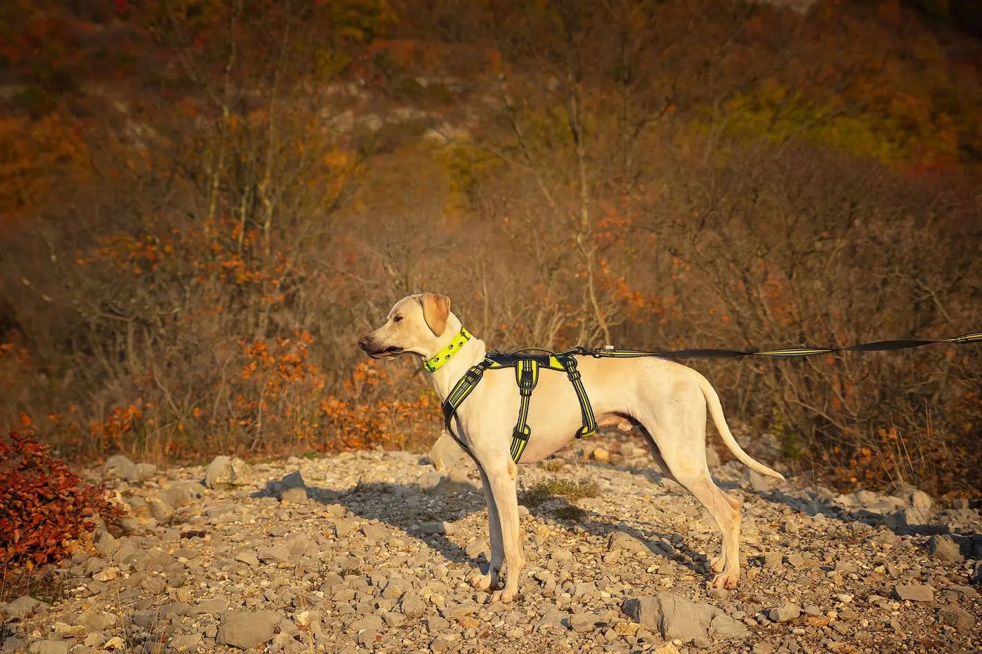 Harness 4 Season Broad Peak - Pettorina Antifuga Regolabile per Cani - immagine 6