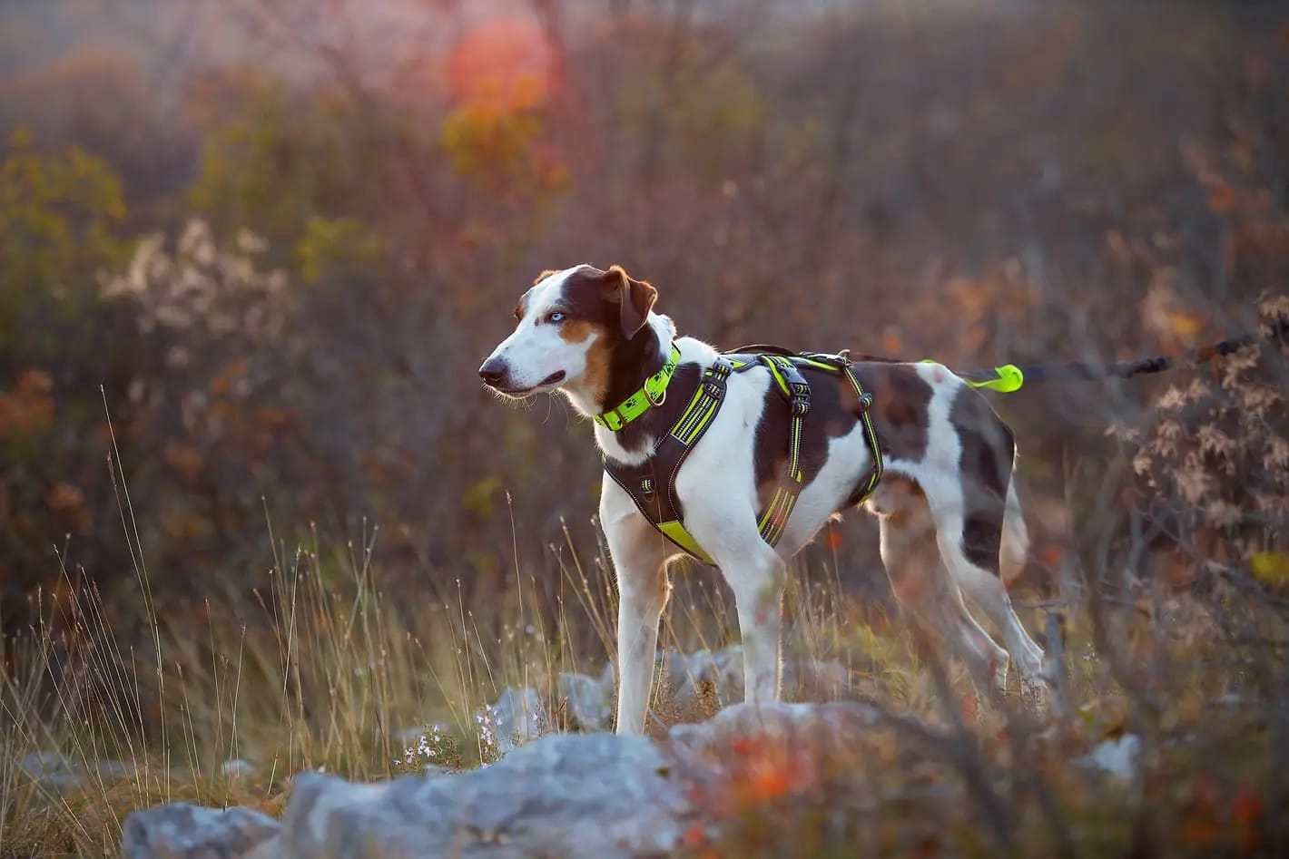 Harness 4 Season Broad Peak - Pettorina Antifuga Regolabile per Cani - immagine 7