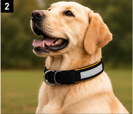 Cane con collare imbottito riflettente Dingo K9
