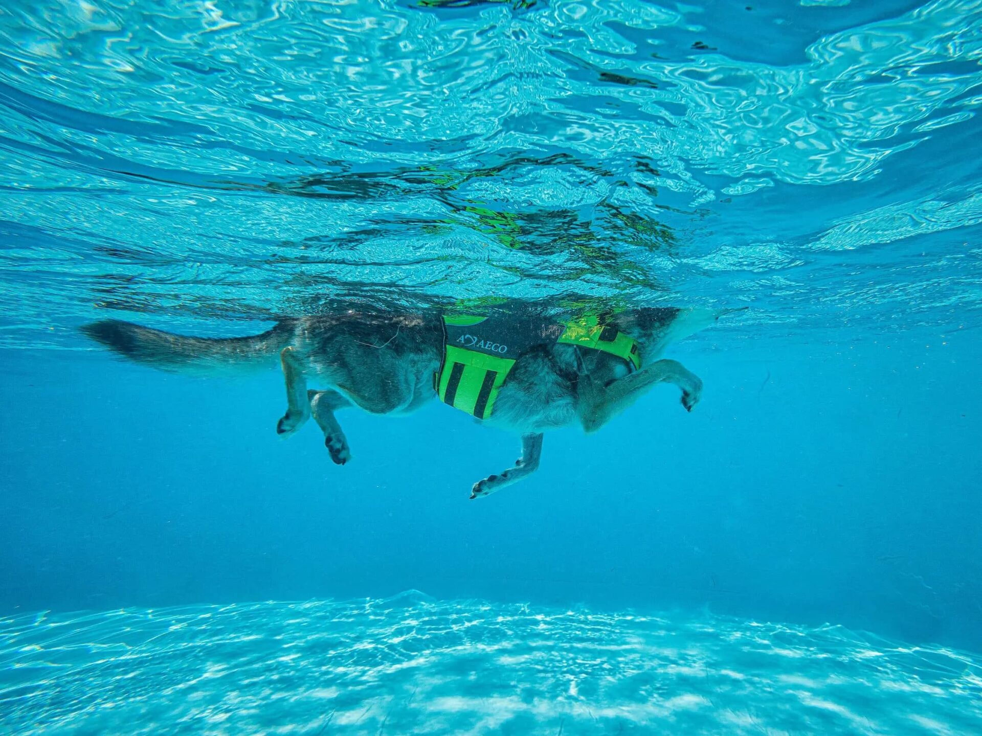 Giubbotto Salvagente Cani AQUA - immagine 4