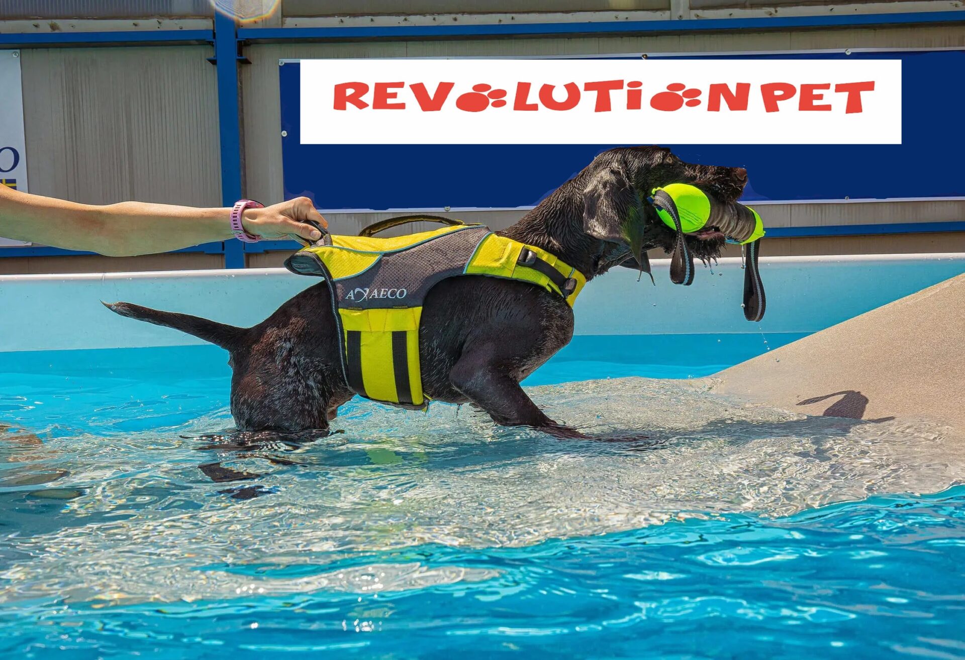 Cane in azione con giubbotto salvagente AXAECO, durante un allenamento acquatico, con il logo Revolution Pet sullo sfondo