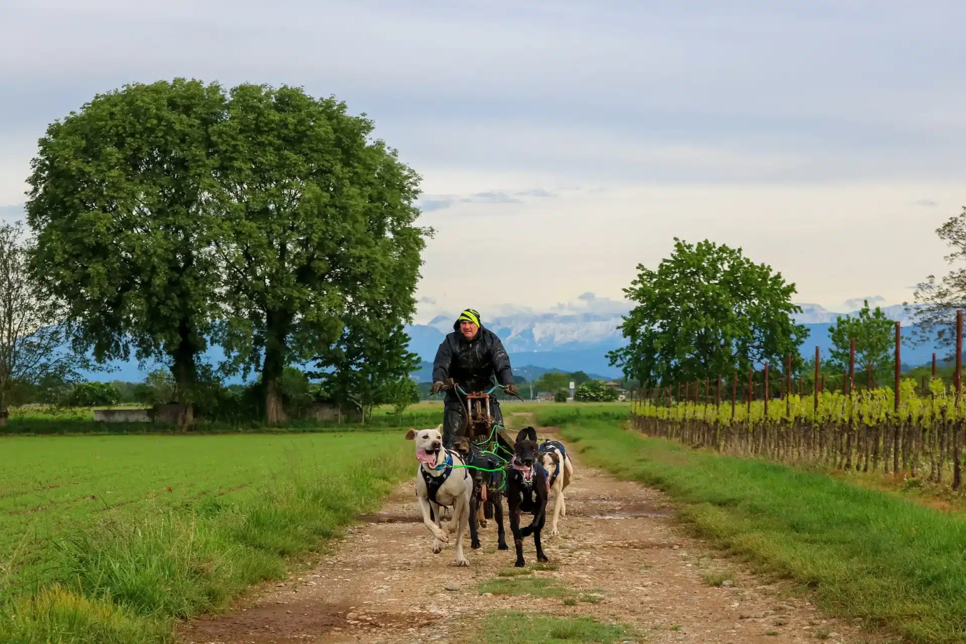 Persona in bici con un team di cani da slitta che indossano l'Imbracatura X Shirt 2.0 durante un allenamento