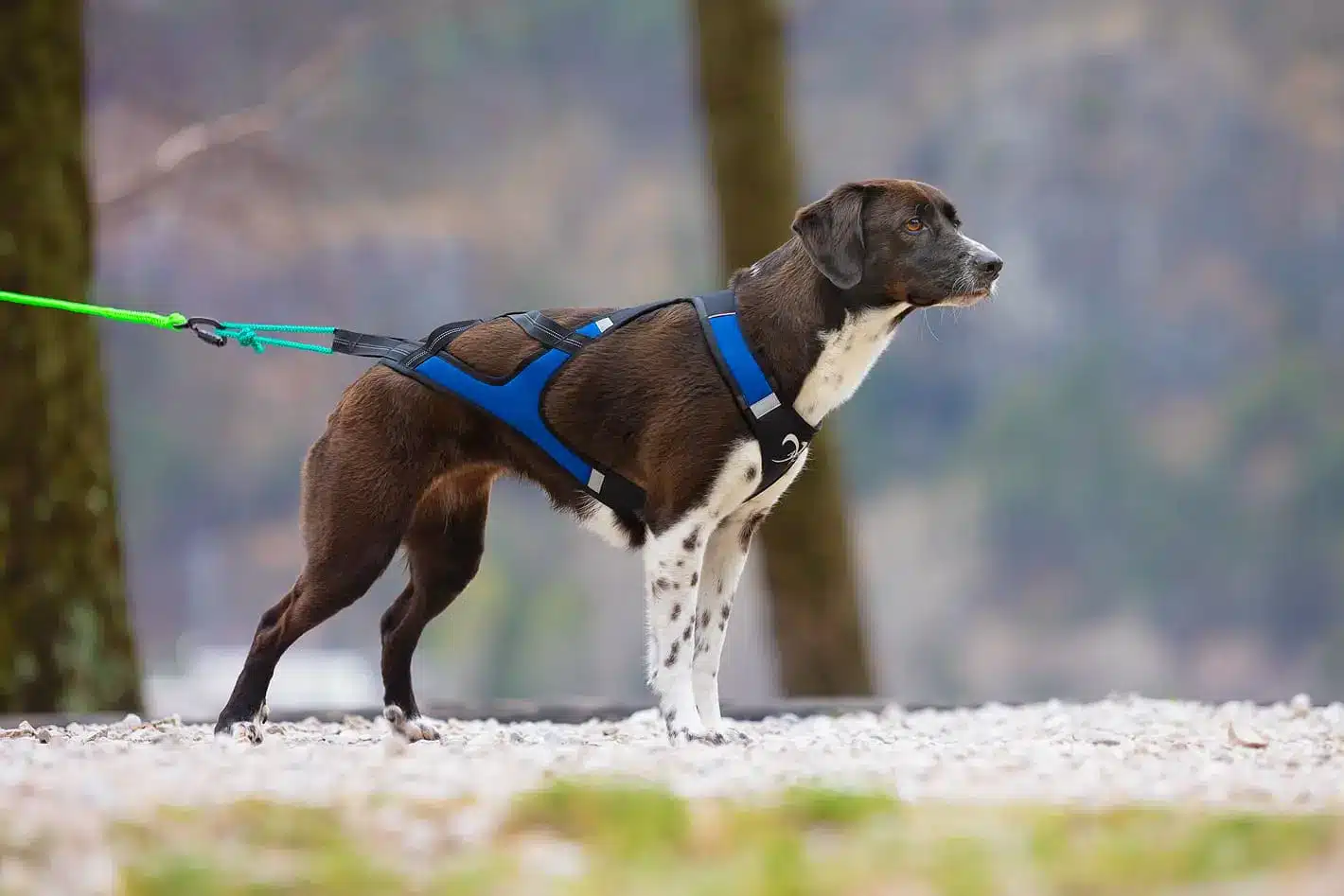 Cane che indossa l'Imbracatura X Shirt 2.0, pronto per un'attività all'aperto, con un guinzaglio verde