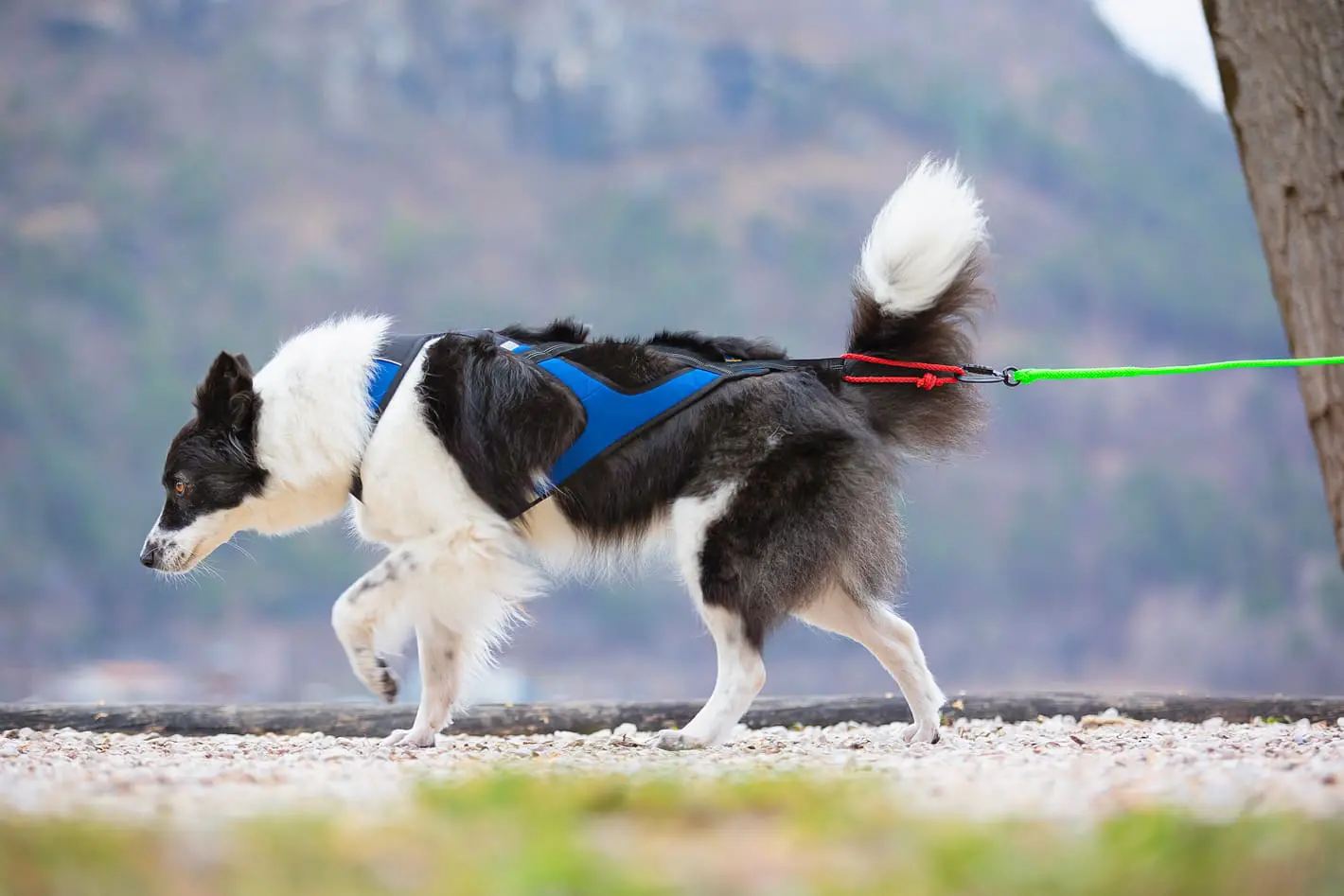 Border Collie che indossa l'Imbracatura X Shirt 2.0 collegata a un guinzaglio durante una camminata