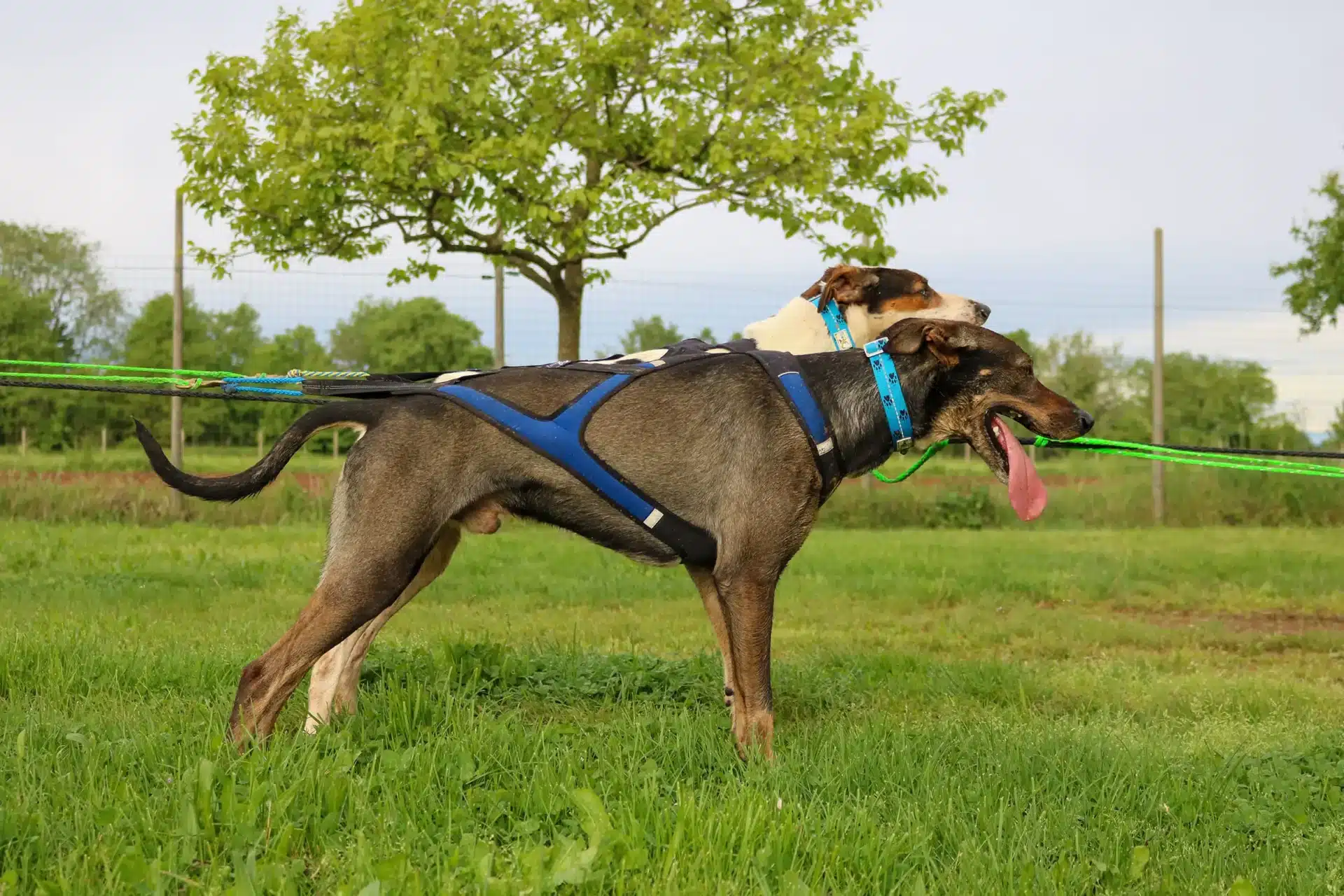 Coppia di cani con l'Imbracatura X Shirt 2.0 in un prato durante un allenamento