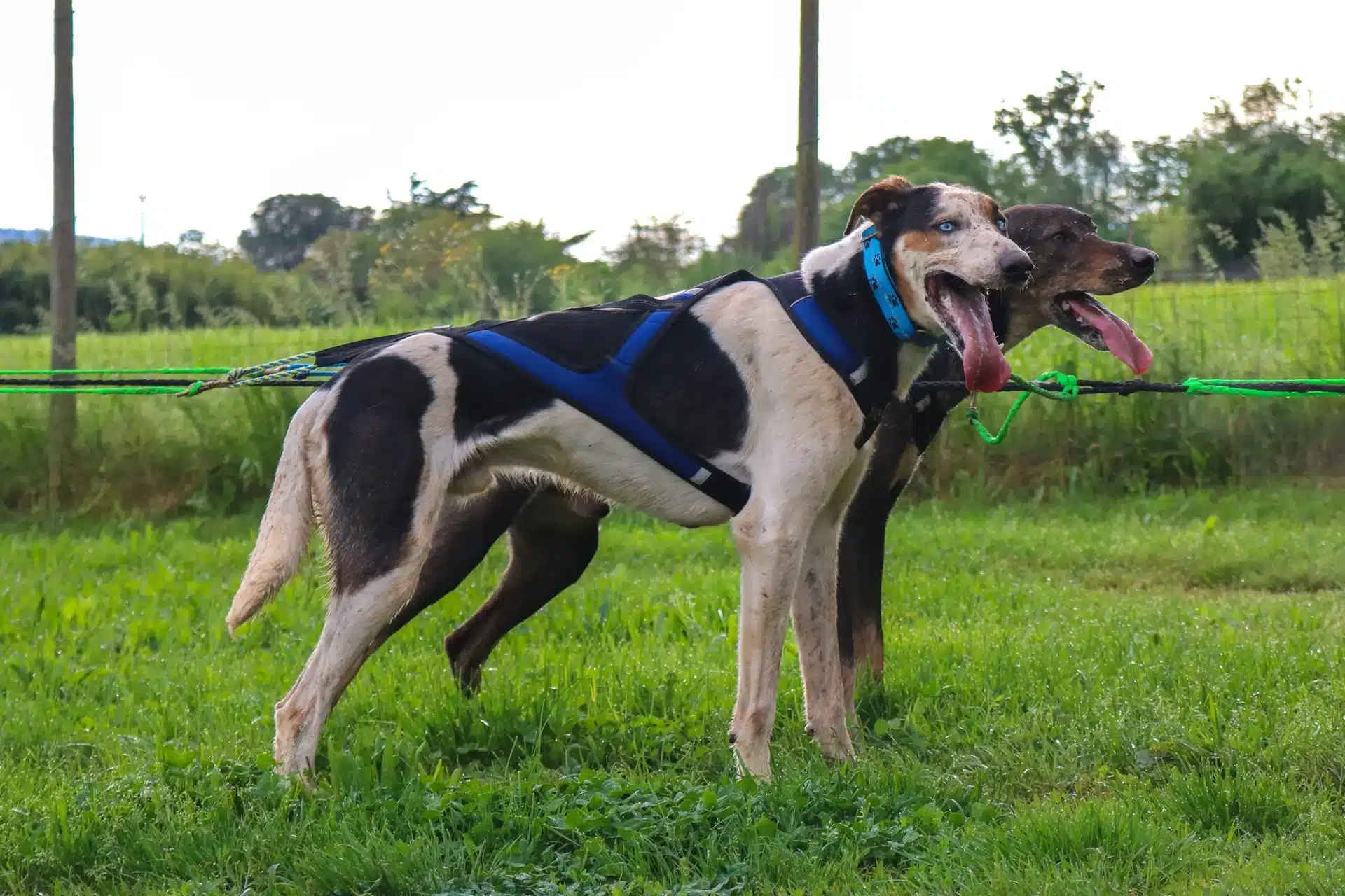 Cane dal manto bianco e nero con l'Imbracatura X Shirt 2.0, legato a un guinzaglio verde